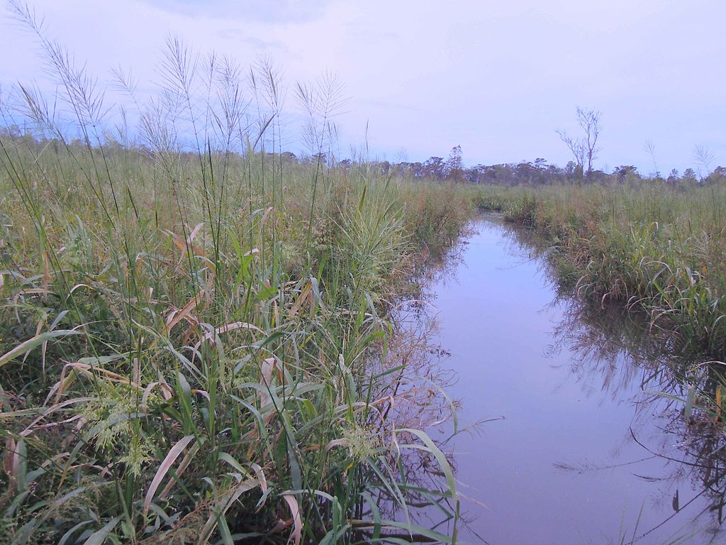 1024px-Wild_rice_field
